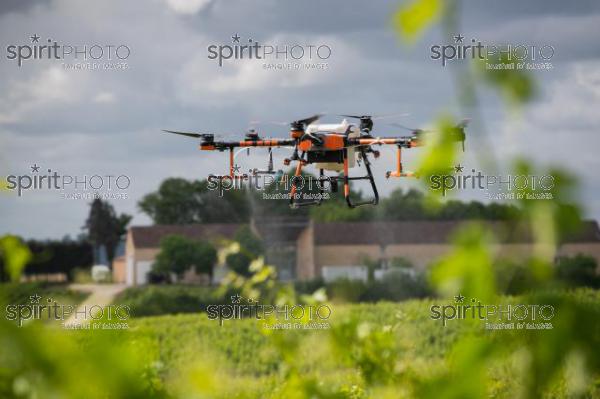 FRANCE, GIRONDE, SAINT-ETIENNE-DE-LISSE, DEMONSTRATION DE PULVERISATION EN DRONE DE PRODUITS PHYTOSANITAIRE AU CHATEAU MANGOT, AOC SAINT-EMILION, VIGNOBLE BORDELAIS, NOUVELLE-AQUITAINE (200610NADEAU_018.jpg)