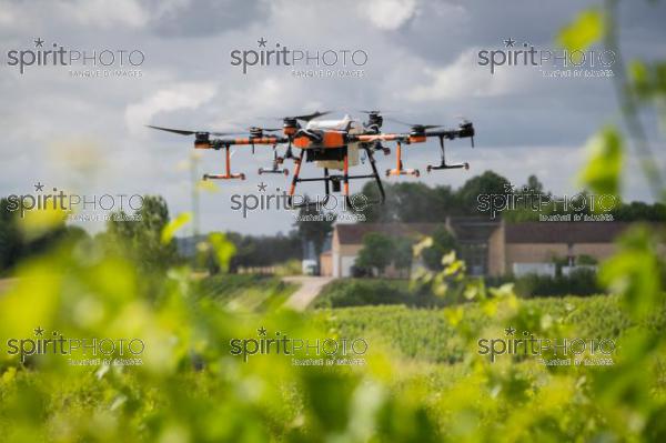 FRANCE, GIRONDE, SAINT-ETIENNE-DE-LISSE, DEMONSTRATION DE PULVERISATION EN DRONE DE PRODUITS PHYTOSANITAIRE AU CHATEAU MANGOT, AOC SAINT-EMILION, VIGNOBLE BORDELAIS, NOUVELLE-AQUITAINE (200610NADEAU_020.jpg)