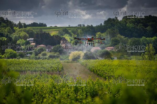 FRANCE, GIRONDE, SAINT-ETIENNE-DE-LISSE, DEMONSTRATION DE PULVERISATION EN DRONE DE PRODUITS PHYTOSANITAIRE AU CHATEAU MANGOT, AOC SAINT-EMILION, VIGNOBLE BORDELAIS, NOUVELLE-AQUITAINE (200610NADEAU_034.jpg)