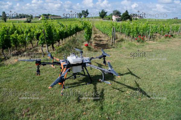 FRANCE, GIRONDE, SAINT-ETIENNE-DE-LISSE, DEMONSTRATION DE PULVERISATION EN DRONE DE PRODUITS PHYTOSANITAIRE AU CHATEAU MANGOT, AOC SAINT-EMILION, VIGNOBLE BORDELAIS, NOUVELLE-AQUITAINE (200610NADEAU_035.jpg)