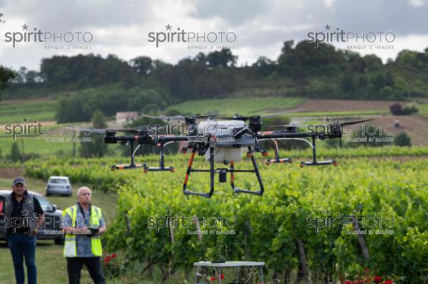 FRANCE, GIRONDE, SAINT-ETIENNE-DE-LISSE, DEMONSTRATION DE PULVERISATION EN DRONE DE PRODUITS PHYTOSANITAIRE AU CHATEAU MANGOT, AOC SAINT-EMILION, VIGNOBLE BORDELAIS, NOUVELLE-AQUITAINE (200610NADEAU_048.jpg)