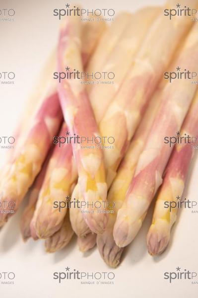 ASPERGES BLANCHES DES LANDES (40) //  FRANCE, RAW ORGANIC WHITE ASPARAGUS SPEARS READY TO EAT, LANDES (40) (200925JBNadeau_00060.jpg)