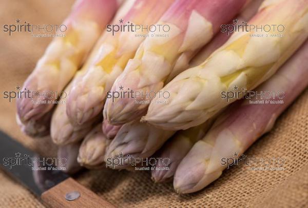 ASPERGES BLANCHES DES LANDES (40) //  FRANCE, RAW ORGANIC WHITE ASPARAGUS SPEARS READY TO EAT, LANDES (40) (200925JBNadeau_00063.jpg)