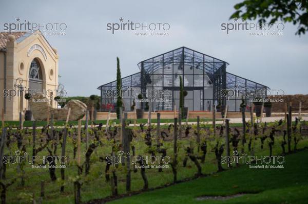 Chateau TrotteVieille, Premier Grand Cru Classé, Saint-Emilion, Gironde, France (20220428_Cephas_33.jpg)