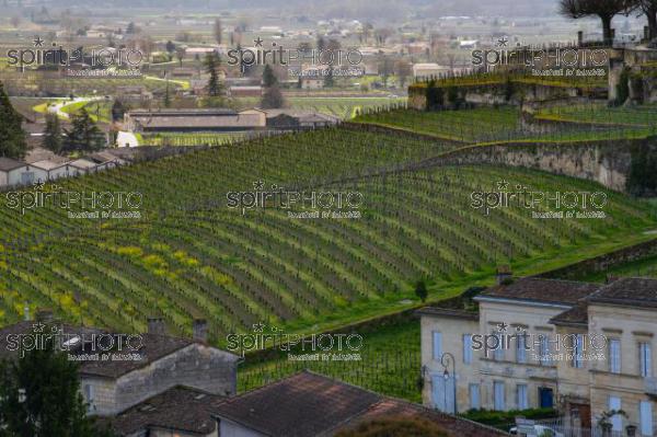 GIRONDE (33), SAINT-EMILION, CHATEAU AUSONE, VIGNE PLANTEE SUR LE ROCHER CALCAIRE, 1 ER GRAND CRU CLASSE A , AOC SAINT EMILION, VIGNOBLE DE BORDEAUX // FRANCE, GIRONDE (33), SAINT-EMILION, CHATEAU AUSONE, VINEYARD PLANT ON THE LIMESTONE ROCK, 1 ER GRAND CRU CLASSE A, AOC SAINT EMILION, BORDEAUX VINEYARD (210318JBNadeau_005.jpg)