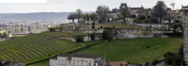 GIRONDE (33), SAINT-EMILION, CHATEAU AUSONE, VIGNE PLANTEE SUR LE ROCHER CALCAIRE, 1 ER GRAND CRU CLASSE A , AOC SAINT EMILION, VIGNOBLE DE BORDEAUX // FRANCE, GIRONDE (33), SAINT-EMILION, CHATEAU AUSONE, VINEYARD PLANT ON THE LIMESTONE ROCK, 1 ER GRAND CRU CLASSE A, AOC SAINT EMILION, BORDEAUX VINEYARD (210318JBNadeau_006.jpg)