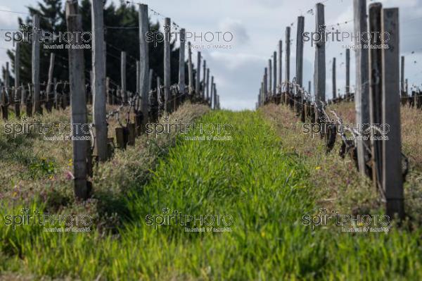 GIRONDE (33), SAINT-EMILION, CHATEAU AUSONE, VIGNE ENHERBEE ET FLEURIE AU PRINTEMPS, 1 ER GRAND CRU CLASSE A , AOC SAINT EMILION, VIGNOBLE DE BORDEAUX // FRANCE, GIRONDE (33), SAINT-EMILION, CHATEAU AUSONE, GRASS AND FLOWER IN SPRING, 1 ER GRAND CRU CLASSE A, AOC SAINT EMILION, BORDEAUX VINEYARD (210318JBNadeau_014.jpg)