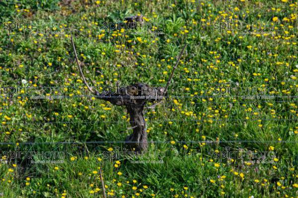 GIRONDE (33), SAINT-EMILION, CHATEAU AUSONE, VIGNE ENHERBEE ET FLEURIE AU PRINTEMPS, 1 ER GRAND CRU CLASSE A , AOC SAINT EMILION, VIGNOBLE DE BORDEAUX // FRANCE, GIRONDE (33), SAINT-EMILION, CHATEAU AUSONE, GRASS AND FLOWER IN SPRING, 1 ER GRAND CRU CLASSE A, AOC SAINT EMILION, BORDEAUX VINEYARD (210318JBNadeau_018.jpg)