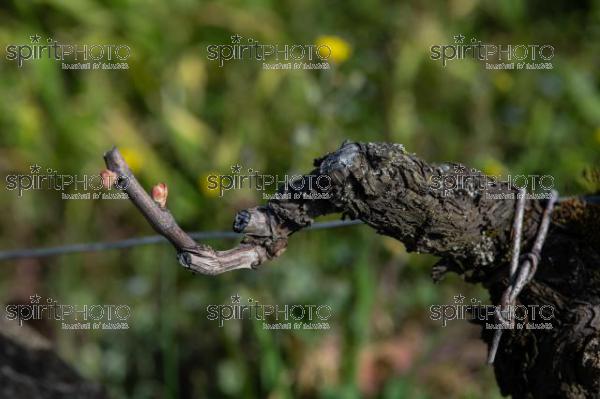 GIRONDE (33), SAINT-EMILION, CHATEAU AUSONE, VIGNE ENHERBEE ET FLEURIE AU PRINTEMPS, 1 ER GRAND CRU CLASSE A , AOC SAINT EMILION, VIGNOBLE DE BORDEAUX // FRANCE, GIRONDE (33), SAINT-EMILION, CHATEAU AUSONE, GRASS AND FLOWER IN SPRING, 1 ER GRAND CRU CLASSE A, AOC SAINT EMILION, BORDEAUX VINEYARD (210318JBNadeau_023.jpg)