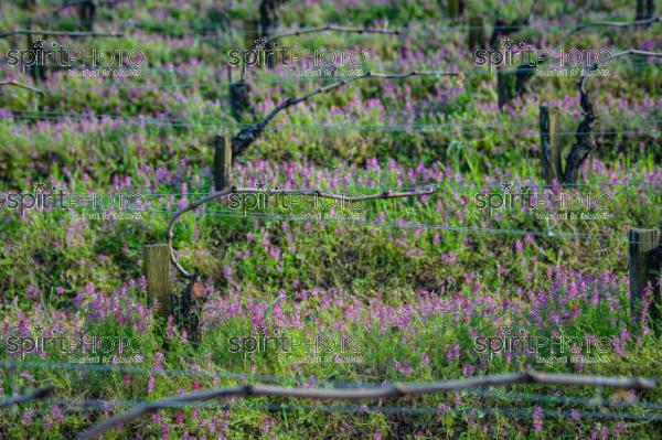 GIRONDE (33), SAINT-EMILION, CHATEAU AUSONE, VIGNE ENHERBEE ET FLEURIE AU PRINTEMPS, 1 ER GRAND CRU CLASSE A , AOC SAINT EMILION, VIGNOBLE DE BORDEAUX // FRANCE, GIRONDE (33), SAINT-EMILION, CHATEAU AUSONE, GRASS AND FLOWER IN SPRING, 1 ER GRAND CRU CLASSE A, AOC SAINT EMILION, BORDEAUX VINEYARD (210318JBNadeau_026.jpg)