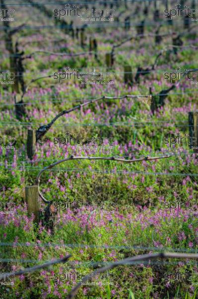 GIRONDE (33), SAINT-EMILION, CHATEAU AUSONE, VIGNE ENHERBEE ET FLEURIE AU PRINTEMPS, 1 ER GRAND CRU CLASSE A , AOC SAINT EMILION, VIGNOBLE DE BORDEAUX // FRANCE, GIRONDE (33), SAINT-EMILION, CHATEAU AUSONE, GRASS AND FLOWER IN SPRING, 1 ER GRAND CRU CLASSE A, AOC SAINT EMILION, BORDEAUX VINEYARD (210318JBNadeau_027.jpg)