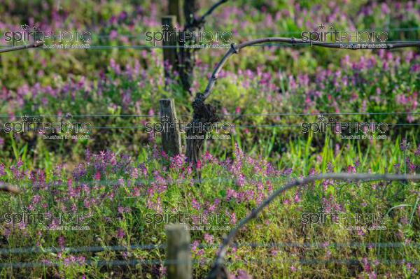 GIRONDE (33), SAINT-EMILION, CHATEAU AUSONE, VIGNE ENHERBEE ET FLEURIE AU PRINTEMPS, 1 ER GRAND CRU CLASSE A , AOC SAINT EMILION, VIGNOBLE DE BORDEAUX // FRANCE, GIRONDE (33), SAINT-EMILION, CHATEAU AUSONE, GRASS AND FLOWER IN SPRING, 1 ER GRAND CRU CLASSE A, AOC SAINT EMILION, BORDEAUX VINEYARD (210318JBNadeau_028.jpg)