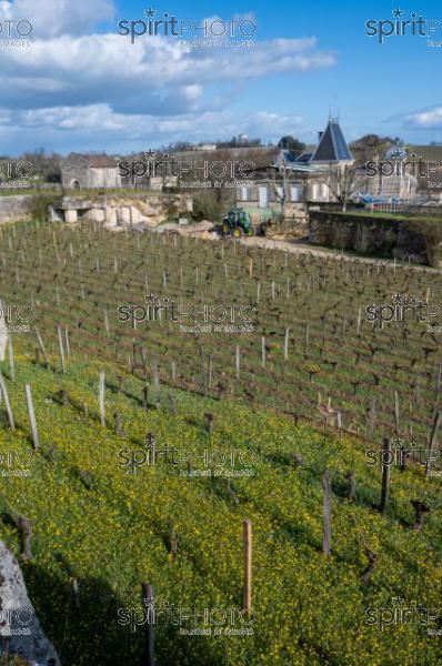 GIRONDE (33), SAINT-EMILION, CHATEAU AUSONE, VIGNE PLANTEE SUR LE ROCHER CALCAIRE ET LA CHAPELLE DES ANGES GARDIENS, 13 EME SIECLE, STYLE ROMAN, 1 ER GRAND CRU CLASSE A , AOC SAINT EMILION, VIGNOBLE DE BORDEAUX // FRANCE, GIRONDE (33), SAINT-EMILION, CHATEAU AUSONE, VINEYARD PLANT ON THE LIMESTONE ROCK AND THE CHAPEL OF THE GUARDIAN ANGELS, 13TH CENTURY, ROMAN STYLE, 1 ER GRAND CRU CLASSE A, AOC SAINT EMILION, BORDEAUX VINEYARD (210318JBNadeau_071.jpg)