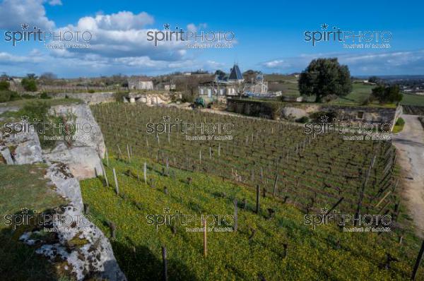 GIRONDE (33), SAINT-EMILION, CHATEAU AUSONE, VIGNE PLANTEE SUR LE ROCHER CALCAIRE ET LA CHAPELLE DES ANGES GARDIENS, 13 EME SIECLE, STYLE ROMAN, 1 ER GRAND CRU CLASSE A , AOC SAINT EMILION, VIGNOBLE DE BORDEAUX // FRANCE, GIRONDE (33), SAINT-EMILION, CHATEAU AUSONE, VINEYARD PLANT ON THE LIMESTONE ROCK AND THE CHAPEL OF THE GUARDIAN ANGELS, 13TH CENTURY, ROMAN STYLE, 1 ER GRAND CRU CLASSE A, AOC SAINT EMILION, BORDEAUX VINEYARD (210318JBNadeau_072.jpg)