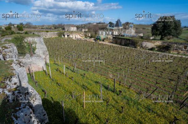 GIRONDE (33), SAINT-EMILION, CHATEAU AUSONE, VIGNE PLANTEE SUR LE ROCHER CALCAIRE ET LA CHAPELLE DES ANGES GARDIENS, 13 EME SIECLE, STYLE ROMAN, 1 ER GRAND CRU CLASSE A , AOC SAINT EMILION, VIGNOBLE DE BORDEAUX // FRANCE, GIRONDE (33), SAINT-EMILION, CHATEAU AUSONE, VINEYARD PLANT ON THE LIMESTONE ROCK AND THE CHAPEL OF THE GUARDIAN ANGELS, 13TH CENTURY, ROMAN STYLE, 1 ER GRAND CRU CLASSE A, AOC SAINT EMILION, BORDEAUX VINEYARD (210318JBNadeau_073.jpg)