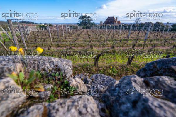 GIRONDE (33), SAINT-EMILION, CHATEAU AUSONE, VIGNE ENHERBEE ET FLEURIE AU PRINTEMPS, 1 ER GRAND CRU CLASSE A , AOC SAINT EMILION, VIGNOBLE DE BORDEAUX // FRANCE, GIRONDE (33), SAINT-EMILION, CHATEAU AUSONE, GRASS AND FLOWER IN SPRING, 1 ER GRAND CRU CLASSE A, AOC SAINT EMILION, BORDEAUX VINEYARD (210318JBNadeau_074.jpg)