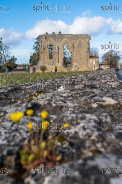 GIRONDE (33), SAINT-EMILION, LA GRANDE MURAILLE, LE MUR DES DOMINICAINS , VESTIGES DE L' EGLISE GOTHIQUE DU 14 EME SIECLE DU COUVENT DES DOMINICAINS, ET VIGNES DU CHATEAU LES GRANDES MURAILLES, GRAND CRU CRU CLASSE, AOC SAINT EMILION, VILLAGE MEDIEVAL ET FORTIFIE DE SAINT EMILION  // FRANCE, GIRONDE (33), SAINT-EMILION, LA GRANDE MURAILLE, LE MUR DES DOMINICINS, REMAINS OF THE 14TH CENTURY GOTHIC CHURCH OF THE DOMINICAN CONVENT, AND VINES OF CHATEAU LES GRANDES MURAILLES, GRAND CRU CRU CLASSE, AOC SAINT EMILION, MEDIEVAL AND FORTIFIED VILLAGE OF SAINT EMILION (210318JBNadeau_077.jpg)