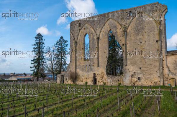 GIRONDE (33), SAINT-EMILION, LA GRANDE MURAILLE, LE MUR DES DOMINICAINS , VESTIGES DE L' EGLISE GOTHIQUE DU 14 EME SIECLE DU COUVENT DES DOMINICAINS, ET VIGNES DU CHATEAU LES GRANDES MURAILLES, GRAND CRU CRU CLASSE, AOC SAINT EMILION, VILLAGE MEDIEVAL ET FORTIFIE DE SAINT EMILION  // FRANCE, GIRONDE (33), SAINT-EMILION, LA GRANDE MURAILLE, LE MUR DES DOMINICINS, REMAINS OF THE 14TH CENTURY GOTHIC CHURCH OF THE DOMINICAN CONVENT, AND VINES OF CHATEAU LES GRANDES MURAILLES, GRAND CRU CRU CLASSE, AOC SAINT EMILION, MEDIEVAL AND FORTIFIED VILLAGE OF SAINT EMILION (210318JBNadeau_079.jpg)