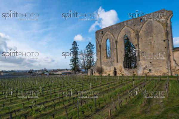 GIRONDE (33), SAINT-EMILION, LA GRANDE MURAILLE, LE MUR DES DOMINICAINS , VESTIGES DE L' EGLISE GOTHIQUE DU 14 EME SIECLE DU COUVENT DES DOMINICAINS, ET VIGNES DU CHATEAU LES GRANDES MURAILLES, GRAND CRU CRU CLASSE, AOC SAINT EMILION, VILLAGE MEDIEVAL ET FORTIFIE DE SAINT EMILION  // FRANCE, GIRONDE (33), SAINT-EMILION, LA GRANDE MURAILLE, LE MUR DES DOMINICINS, REMAINS OF THE 14TH CENTURY GOTHIC CHURCH OF THE DOMINICAN CONVENT, AND VINES OF CHATEAU LES GRANDES MURAILLES, GRAND CRU CRU CLASSE, AOC SAINT EMILION, MEDIEVAL AND FORTIFIED VILLAGE OF SAINT EMILION (210318JBNadeau_080.jpg)