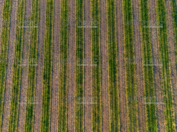 GIRONDE (33), OMET, VUE AERIENNE DU VIGNOBLE BORDELAIS AU PRINTEMPS DANS L'ENTRE DEUX MERS //  FRANCE, GIRONDE (33), OMET, AERIAL VIEW OF THE BORDEAUX VINEYARD IN SPRING IN THE BETWEEN TWO SEAS (210426JBNADEAU_018.jpg)