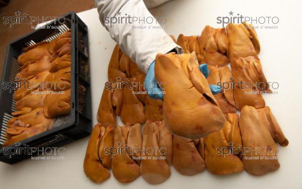 GIRONDE (33), AUROS, COOPERATIVE AGRICOLE PALMAGRI, FOIE GRAS DE CANARD FERMIER ELEVES EN PLEIN AIR. CANARD ELEVE AU MAIS JAUNE.// FRANCE, GIRONDE (33), AUROS, AGRICULTURAL COOPERATIVE PALMAGRI, FARM DUCK FOIE GRAS FARMED OUTDOOR. DUCK BREED IN YELLOW CORN. (211129JBNadeau_004.jpg)