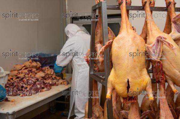 GIRONDE (33), AUROS, COOPERATIVE AGRICOLE PALMAGRI, FOIE GRAS DE CANARD FERMIER ELEVES EN PLEIN AIR. CANARD ELEVE AU MAIS JAUNE.// FRANCE, GIRONDE (33), AUROS, AGRICULTURAL COOPERATIVE PALMAGRI, FARM DUCK FOIE GRAS FARMED OUTDOOR. DUCK BREED IN YELLOW CORN. (211129JBNadeau_016.jpg)