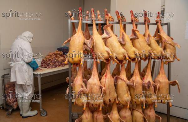 GIRONDE (33), AUROS, COOPERATIVE AGRICOLE PALMAGRI, FOIE GRAS DE CANARD FERMIER ELEVES EN PLEIN AIR. CANARD ELEVE AU MAIS JAUNE.// FRANCE, GIRONDE (33), AUROS, AGRICULTURAL COOPERATIVE PALMAGRI, FARM DUCK FOIE GRAS FARMED OUTDOOR. DUCK BREED IN YELLOW CORN. (211129JBNadeau_017.jpg)