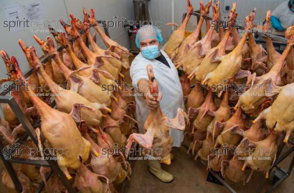 GIRONDE (33), AUROS, COOPERATIVE AGRICOLE PALMAGRI, FOIE GRAS DE CANARD FERMIER ELEVES EN PLEIN AIR. CANARD ELEVE AU MAIS JAUNE.// FRANCE, GIRONDE (33), AUROS, AGRICULTURAL COOPERATIVE PALMAGRI, FARM DUCK FOIE GRAS FARMED OUTDOOR. DUCK BREED IN YELLOW CORN. (211129JBNadeau_022.jpg)