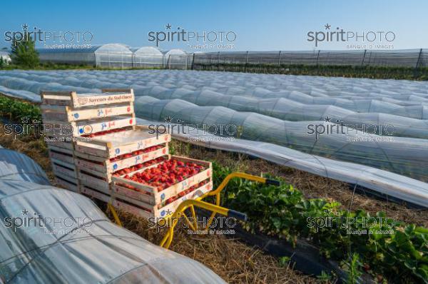 FRANCE, LOT ET GARONNE, BOURRAN, EXPLOITATION AGRICOLE EARL LEYX VALADE, CULTURE ET RECOLTE DE FRAISES EN PLEINE TERRE SOUS PETIT TUNNEL (220505NADEAU_001.jpg)