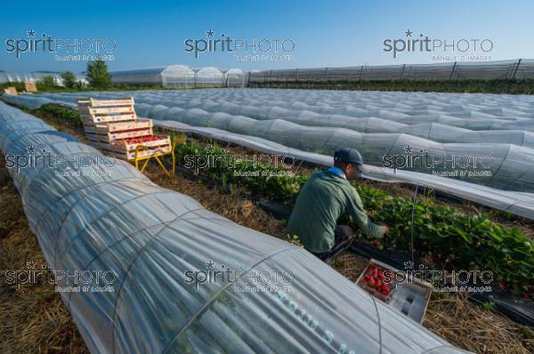 FRANCE, LOT ET GARONNE, BOURRAN, EXPLOITATION AGRICOLE EARL LEYX VALADE, CULTURE ET RECOLTE DE FRAISES EN PLEINE TERRE SOUS PETIT TUNNEL (220505NADEAU_002.jpg)