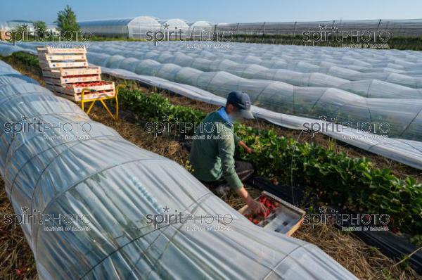 FRANCE, LOT ET GARONNE, BOURRAN, EXPLOITATION AGRICOLE EARL LEYX VALADE, CULTURE ET RECOLTE DE FRAISES EN PLEINE TERRE SOUS PETIT TUNNEL (220505NADEAU_003.jpg)