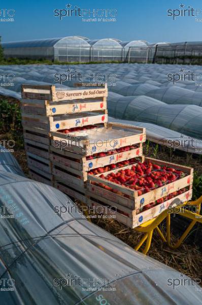 FRANCE, LOT ET GARONNE, BOURRAN, EXPLOITATION AGRICOLE EARL LEYX VALADE, CULTURE ET RECOLTE DE FRAISES EN PLEINE TERRE SOUS PETIT TUNNEL (220505NADEAU_004.jpg)