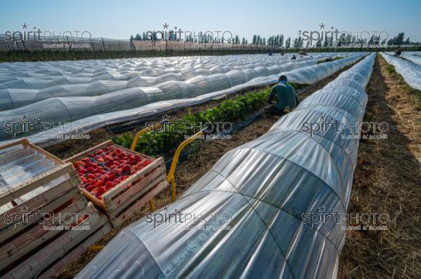 FRANCE, LOT ET GARONNE, BOURRAN, EXPLOITATION AGRICOLE EARL LEYX VALADE, CULTURE ET RECOLTE DE FRAISES EN PLEINE TERRE SOUS PETIT TUNNEL (220505NADEAU_006.jpg)