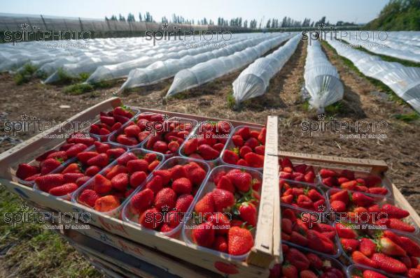 FRANCE, LOT ET GARONNE, BOURRAN, EXPLOITATION AGRICOLE EARL LEYX VALADE, CULTURE ET RECOLTE DE FRAISES EN PLEINE TERRE SOUS PETIT TUNNEL (220505NADEAU_007.jpg)