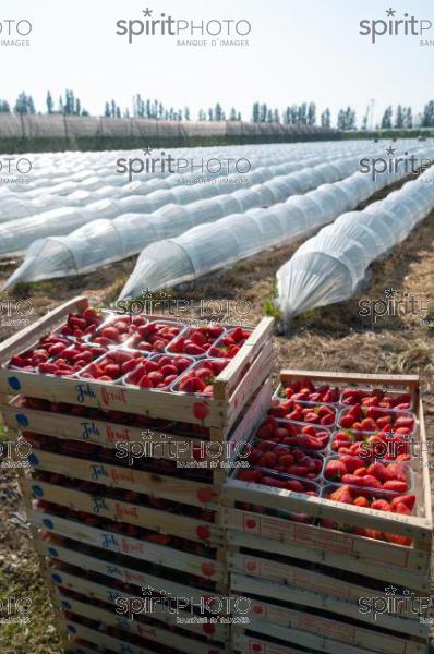 FRANCE, LOT ET GARONNE, BOURRAN, EXPLOITATION AGRICOLE EARL LEYX VALADE, CULTURE ET RECOLTE DE FRAISES EN PLEINE TERRE SOUS PETIT TUNNEL (220505NADEAU_009.jpg)