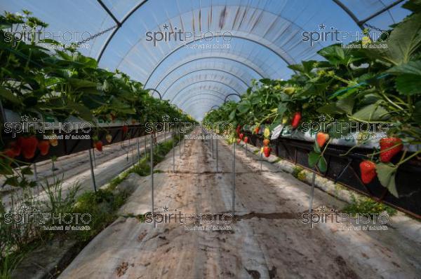 FRANCE, LOT ET GARONNE, BOURRAN, EXPLOITATION AGRICOLE EARL LEYX VALADE, CULTURE ET RECOLTE DE FRAISES HORS SOL SOUS GRAND TUNNEL (220505NADEAU_011.jpg)