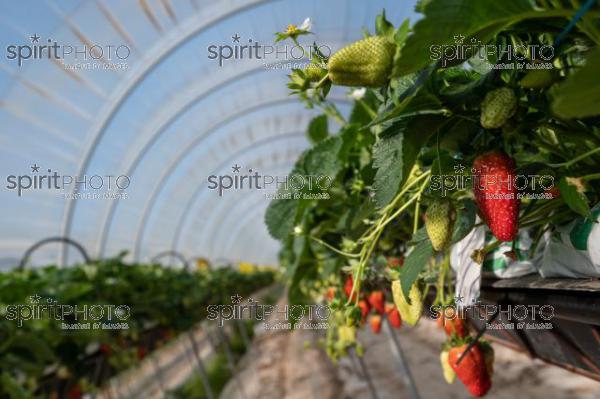 FRANCE, LOT ET GARONNE, BOURRAN, EXPLOITATION AGRICOLE EARL LEYX VALADE, CULTURE ET RECOLTE DE FRAISES HORS SOL SOUS GRAND TUNNEL (220505NADEAU_012.jpg)