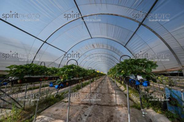 FRANCE, LOT ET GARONNE, BOURRAN, EXPLOITATION AGRICOLE EARL LEYX VALADE, CULTURE ET RECOLTE DE FRAISES HORS SOL SOUS GRAND TUNNEL (220505NADEAU_014.jpg)