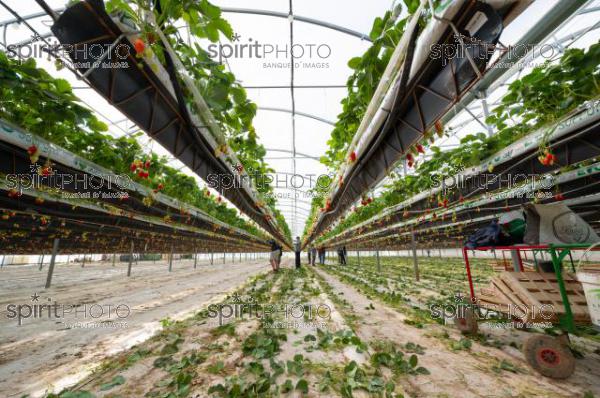 FRANCE, LOT ET GARONNE, BOURRAN, EXPLOITATION AGRICOLE EARL LEYX VALADE, CULTURE ET RECOLTE DE FRAISES HORS SOL SOUS GRAND TUNNEL (220505NADEAU_015.jpg)