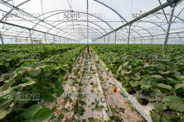 FRANCE, LOT ET GARONNE, BOURRAN, EXPLOITATION AGRICOLE EARL LEYX VALADE, CULTURE ET RECOLTE DE FRAISES HORS SOL SOUS GRAND TUNNEL (220505NADEAU_018.jpg)