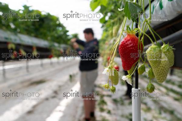 FRANCE, LOT ET GARONNE, BOURRAN, EXPLOITATION AGRICOLE EARL LEYX VALADE, CULTURE ET RECOLTE DE FRAISES HORS SOL SOUS GRAND TUNNEL (220505NADEAU_021.jpg)