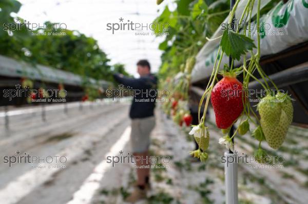 FRANCE, LOT ET GARONNE, BOURRAN, EXPLOITATION AGRICOLE EARL LEYX VALADE, CULTURE ET RECOLTE DE FRAISES HORS SOL SOUS GRAND TUNNEL (220505NADEAU_022.jpg)