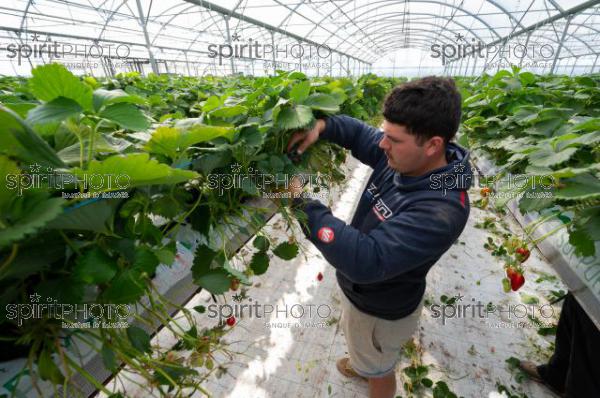 FRANCE, LOT ET GARONNE, BOURRAN, EXPLOITATION AGRICOLE EARL LEYX VALADE, CULTURE ET RECOLTE DE FRAISES HORS SOL SOUS GRAND TUNNEL (220505NADEAU_024.jpg)