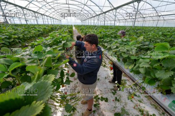 FRANCE, LOT ET GARONNE, BOURRAN, EXPLOITATION AGRICOLE EARL LEYX VALADE, CULTURE ET RECOLTE DE FRAISES HORS SOL SOUS GRAND TUNNEL (220505NADEAU_025.jpg)