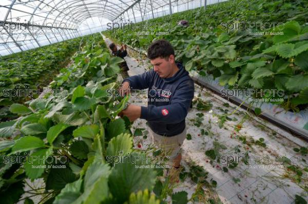 FRANCE, LOT ET GARONNE, BOURRAN, EXPLOITATION AGRICOLE EARL LEYX VALADE, CULTURE ET RECOLTE DE FRAISES HORS SOL SOUS GRAND TUNNEL (220505NADEAU_026.jpg)