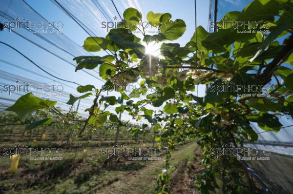 FRANCE, LOT ET GARONNE, BOURRAN, EXPLOITATION AGRICOLE EARL LEYX VALADE, PALISSAGE ET FILET DE PROTECTION ANTI GRELE DANS UN VERGER DE KIWI EN FLEUR AU PRINTEMPS, NOUVELLE AQUITAINE (220505NADEAU_027.jpg)