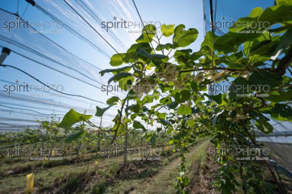 FRANCE, LOT ET GARONNE, BOURRAN, EXPLOITATION AGRICOLE EARL LEYX VALADE, PALISSAGE ET FILET DE PROTECTION ANTI GRELE DANS UN VERGER DE KIWI EN FLEUR AU PRINTEMPS, NOUVELLE AQUITAINE (220505NADEAU_029.jpg)