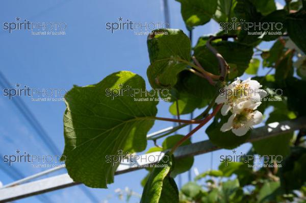 FRANCE, LOT ET GARONNE, BOURRAN, EXPLOITATION AGRICOLE EARL LEYX VALADE, PALISSAGE ET FILET DE PROTECTION ANTI GRELE DANS UN VERGER DE KIWI EN FLEUR AU PRINTEMPS, NOUVELLE AQUITAINE (220505NADEAU_032.jpg)