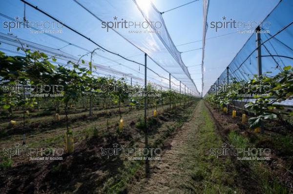 FRANCE, LOT ET GARONNE, BOURRAN, EXPLOITATION AGRICOLE EARL LEYX VALADE, PALISSAGE ET FILET DE PROTECTION ANTI GRELE DANS UN VERGER DE KIWI EN FLEUR AU PRINTEMPS, NOUVELLE AQUITAINE (220505NADEAU_033.jpg)