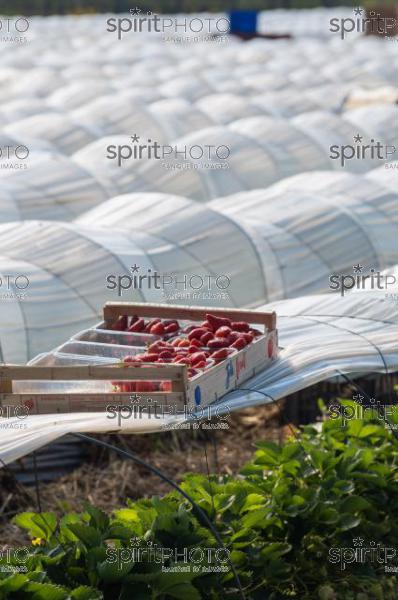 FRANCE, LOT ET GARONNE, BOURRAN, EXPLOITATION AGRICOLE EARL LEYX VALADE, CULTURE ET RECOLTE DE FRAISES EN PLEINE TERRE SOUS PETIT TUNNEL (220505NADEAU_038.jpg)